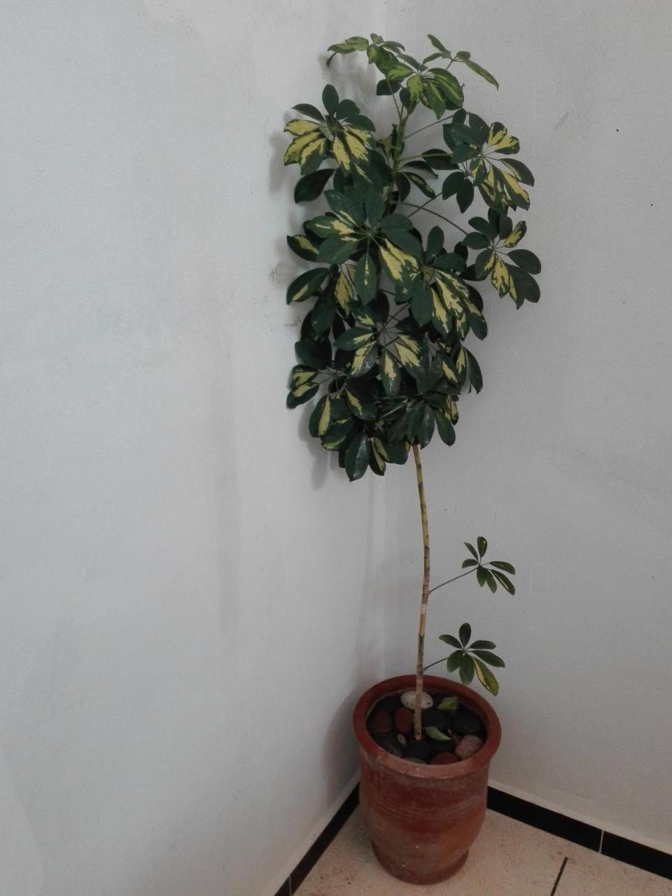 Asklou Appartement A Mirleft Bagian luar foto